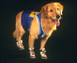 Buddy The Golden Retriever