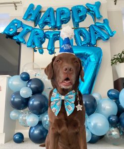 Good Boy Ollie