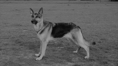 Rin Tin Tin